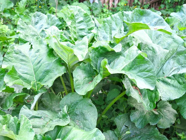 Dev Dulavrat Arctium Lappa Yaprakları Büyüyor — Stok fotoğraf