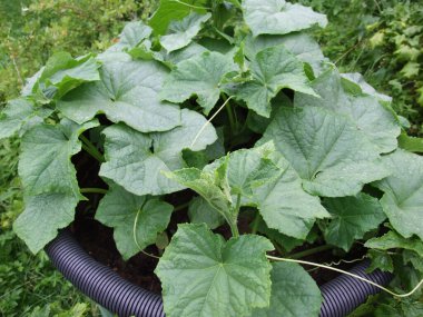 Salatalıklar yazın bahçede bir fıçıda yetişir.