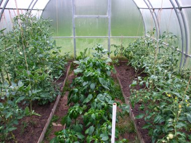 Domates, patlıcan ve biberli sera