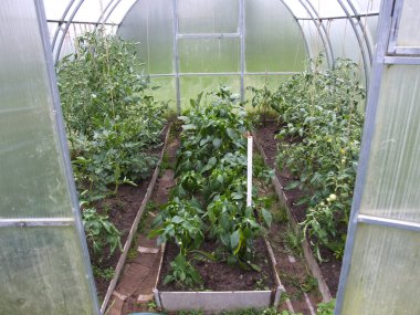 Domates, patlıcan ve biberli sera
