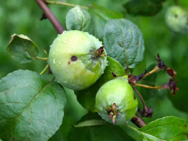 Μήλα Ωριμάζουν Στα Κλαδιά Του Κήπου Φθινόπωρο — Φωτογραφία Αρχείου