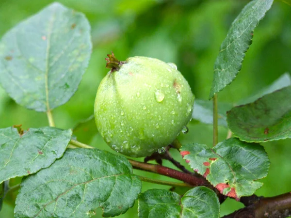 Pommes Mûrissent Sur Les Branches Dans Jardin Automne — Photo