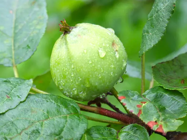 Jabłka Dojrzewają Gałęziach Ogrodu Jesienią — Zdjęcie stockowe