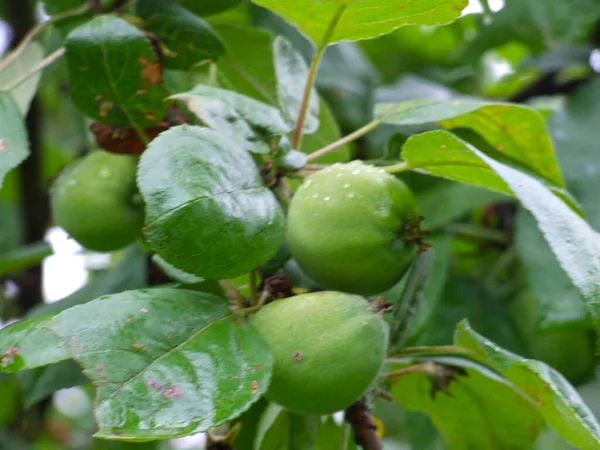 Pommes Mûrissent Sur Les Branches Dans Jardin Automne — Photo