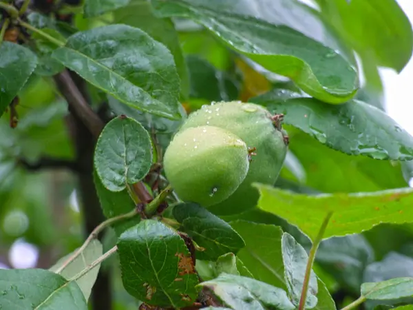 Pommes Mûrissent Sur Les Branches Dans Jardin Automne — Photo