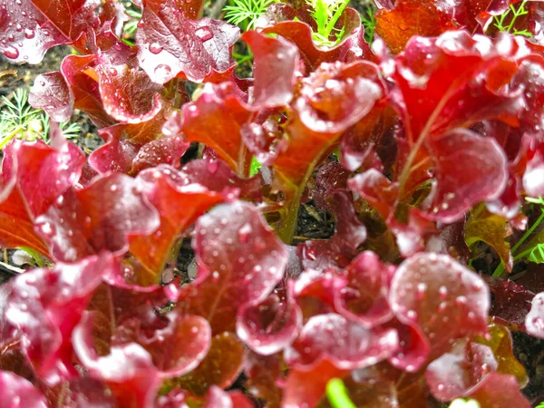 Kertben Vörös Levelű Saláta Terem — Stock Fotó
