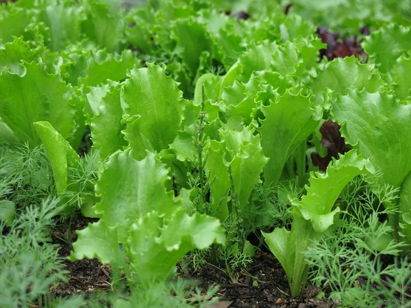 Laitue Aux Feuilles Vertes Pousse Dans Jardin — Photo