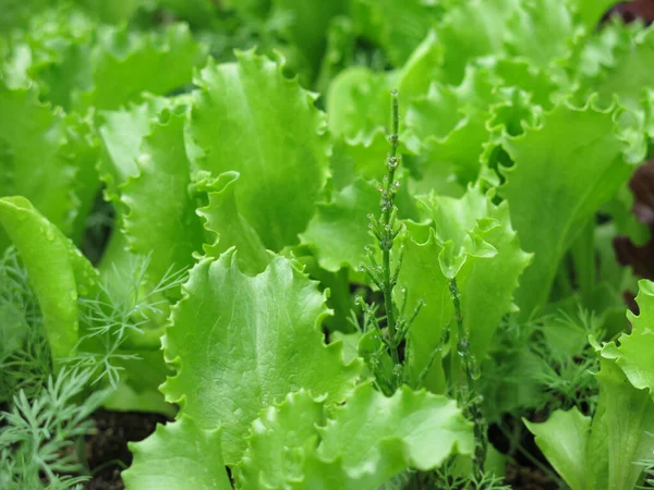 Lettuce Green Leaves Grows Garden — Stock Photo, Image