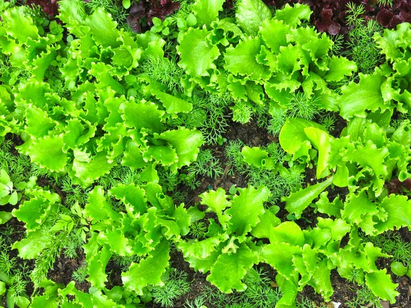 Laitue Aux Feuilles Vertes Pousse Dans Jardin — Photo