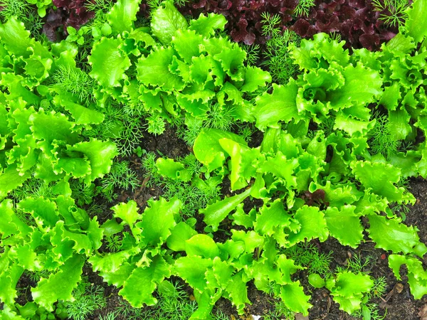 Lettuce Green Leaves Grows Garden — Stock Photo, Image