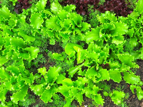 Laitue Aux Feuilles Vertes Pousse Dans Jardin — Photo