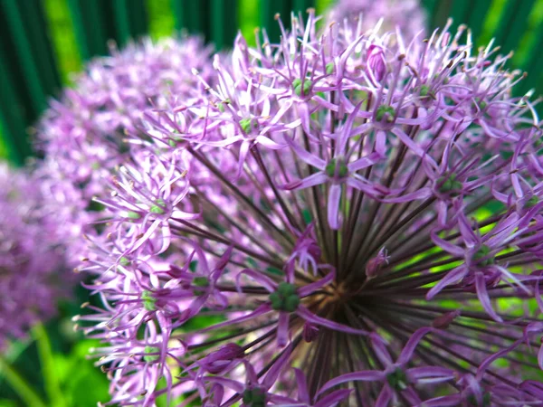 Onion Aflatunsky Allium Aflatunense Blooms Purple Ball Summer Garden — Stock Photo, Image