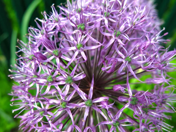 Cebolla Aflatunsky Allium Aflatunense Florece Con Una Bola Púrpura Verano — Foto de Stock