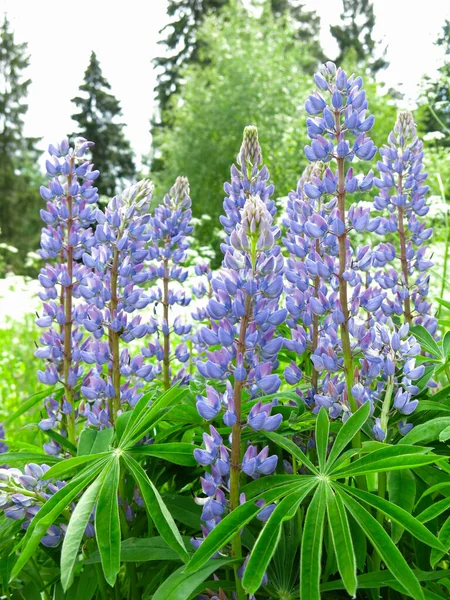 Delicados Altramuces Azules Lupinus Florecen Verano — Foto de Stock