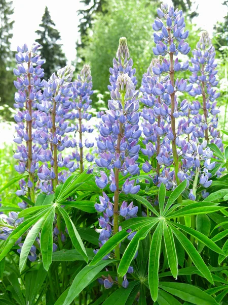 Delicados Altramuces Azules Lupinus Florecen Verano — Foto de Stock