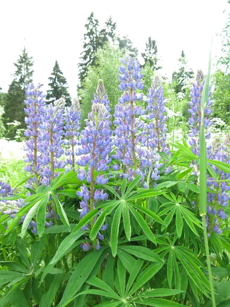 Delikat Blå Lupiner Lupinus Blommar Sommaren — Stockfoto