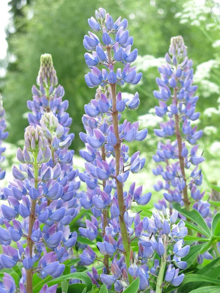 Нежные Голубые Волчанки Lupinus Цветут Летом — стоковое фото