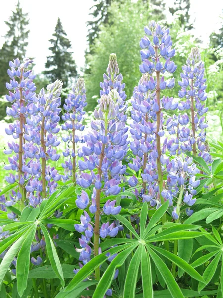 Delicados Altramuces Azules Lupinus Florecen Verano — Foto de Stock