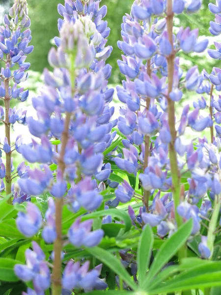 Delicado Lupine Azul Lupinus Florescer Verão — Fotografia de Stock