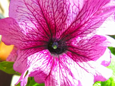 Pembe petunya yazın saksılarda açar.           