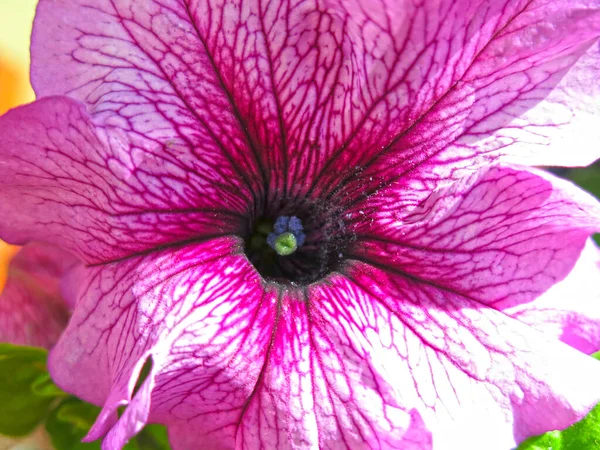 Petunia Rosa Florece Macetas Verano —  Fotos de Stock