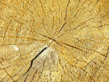 Kesilmiş kütüğün ahşap dokusunda çatlaklar ve yüzükler var.