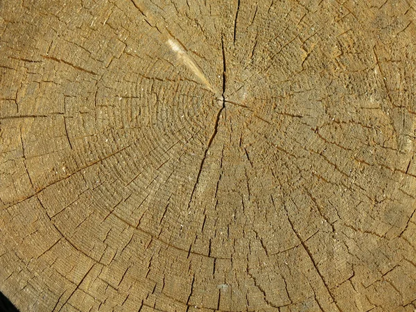 Textura Madera Tronco Aserrado Con Grietas Anillos —  Fotos de Stock