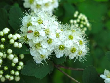 Meşe yapraklı spirea (Spiraea chamaedryfolia) bahçedeki küçük beyaz çiçeklerle lüks bir şekilde çiçek açar.