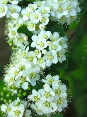Meşe yapraklı spirea (Spiraea chamaedryfolia) bahçedeki küçük beyaz çiçeklerle lüks bir şekilde çiçek açar.