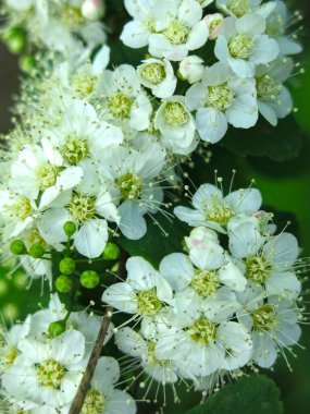 Meşe yapraklı spirea (Spiraea chamaedryfolia) bahçedeki küçük beyaz çiçeklerle lüks bir şekilde çiçek açar.