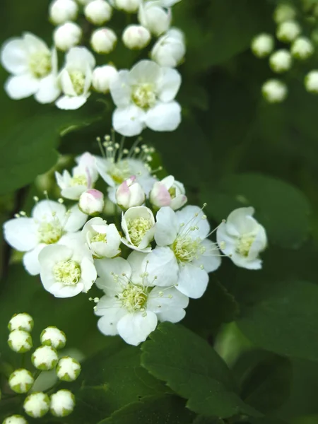 Espirea Hoja Roble Spiraea Chamaedryfolia Florece Exuberantemente Con Pequeñas Flores —  Fotos de Stock