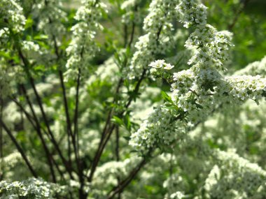 Meşe yapraklı spirea (Spiraea chamaedryfolia) bahçedeki küçük beyaz çiçeklerle lüks bir şekilde çiçek açar.