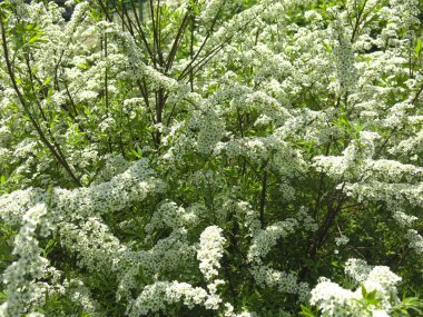 Meşe yapraklı spirea (Spiraea chamaedryfolia) bahçedeki küçük beyaz çiçeklerle lüks bir şekilde çiçek açar.