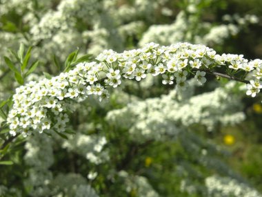 Meşe yapraklı spirea (Spiraea chamaedryfolia) bahçedeki küçük beyaz çiçeklerle lüks bir şekilde çiçek açar.