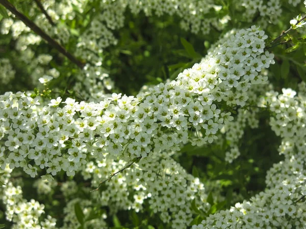 Spirée Feuilles Chêne Spiraea Chamaedryfolia Fleurit Luxueusement Avec Petites Fleurs — Photo