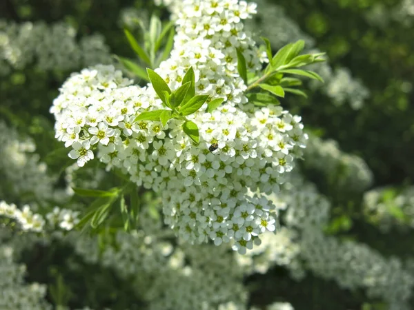 Meşe yapraklı spirea (Spiraea chamaedryfolia) bahçedeki küçük beyaz çiçeklerle lüks bir şekilde çiçek açar.
