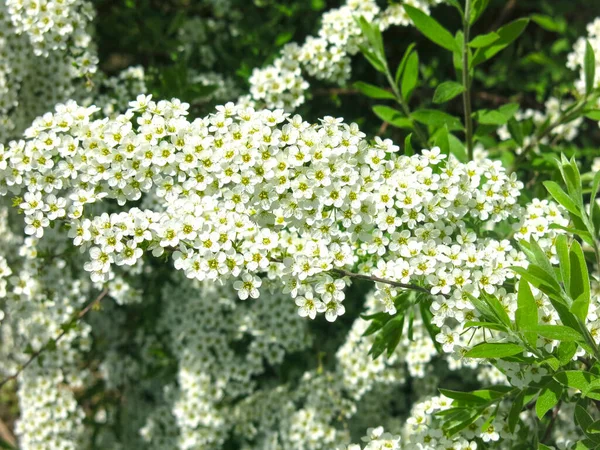 Дуболистная Спирея Spiraea Chamaedryfolia Роскошно Расцветает Маленькими Белыми Цветами Саду — стоковое фото