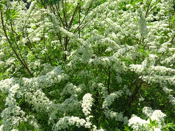 Tölgylevelű Spirea Spiraea Chamaedryfolia Virágzik Fényűzően Kis Fehér Virágok Kertben — Stock Fotó