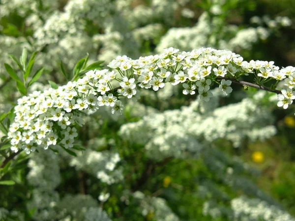Tölgylevelű Spirea Spiraea Chamaedryfolia Virágzik Fényűzően Kis Fehér Virágok Kertben — Stock Fotó