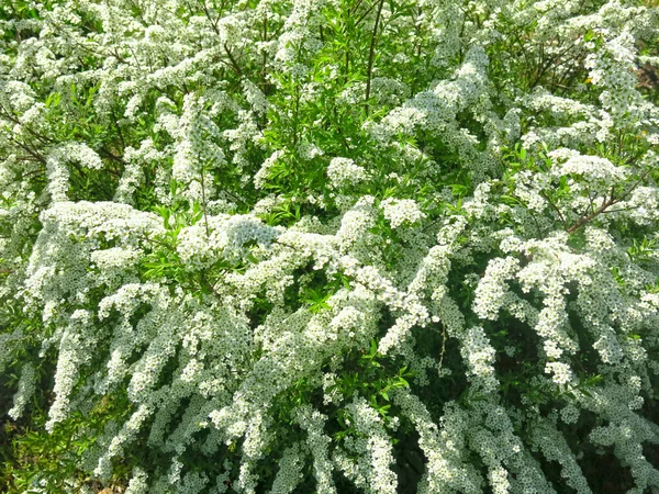 Eikenblad Spirea Spiraea Chamaedryfolia Bloeit Weelderig Met Kleine Witte Bloemen — Stockfoto