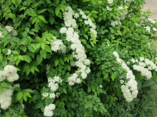 Spirala Liści Dębu Spiraea Chamaedryfolia Kwitnie Luksusowo Małymi Białymi Kwiatami — Zdjęcie stockowe