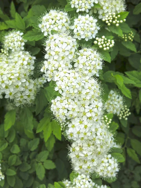 Дуболистная Спирея Spiraea Chamaedryfolia Роскошно Расцветает Маленькими Белыми Цветами Саду — стоковое фото