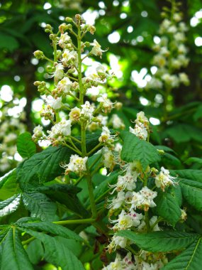 Kestane çiçekleri yazın uzun beyaz çiçek mumlarıyla açar.