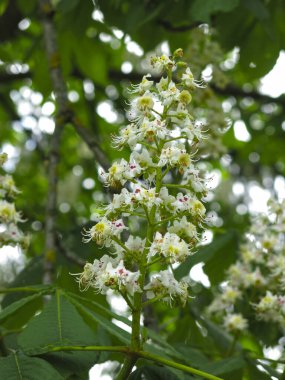 Kestane çiçekleri yazın uzun beyaz çiçek mumlarıyla açar.