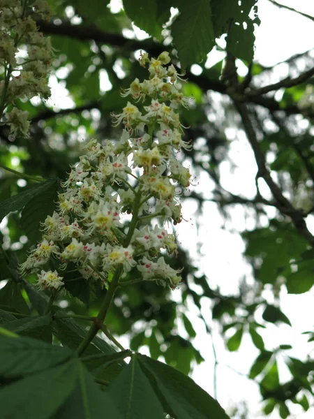 Castanha Floresce Verão Com Altas Velas Brancas Flores — Fotografia de Stock
