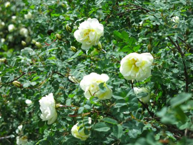 Beyaz gül kalçası yazın yemyeşil çiçeklerle açar.