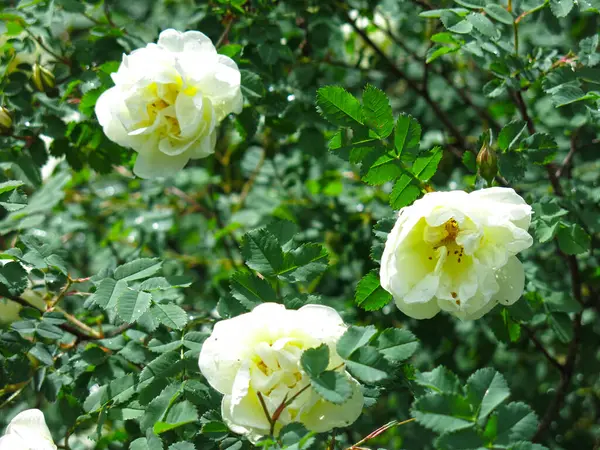 Rosa Mosqueta Blanca Florece Con Flores Exuberantes Verano —  Fotos de Stock