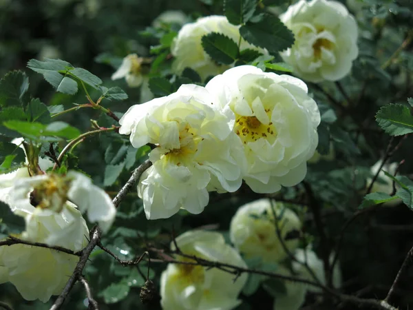 Λευκό Τριαντάφυλλο Ανθίζει Πλούσια Λουλούδια Καλοκαίρι — Φωτογραφία Αρχείου