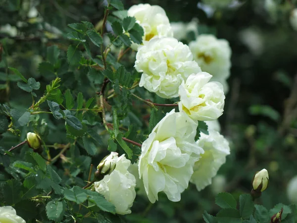 Rosa Mosqueta Blanca Florece Con Flores Exuberantes Verano —  Fotos de Stock