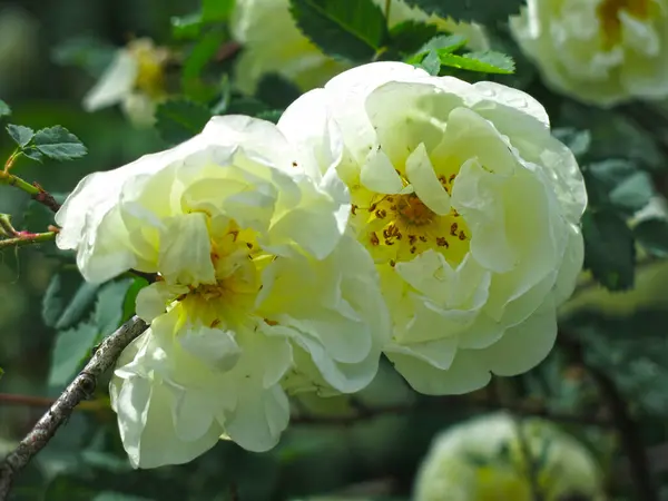 Witte Rozenbottel Bloeit Met Weelderige Bloemen Zomer — Stockfoto